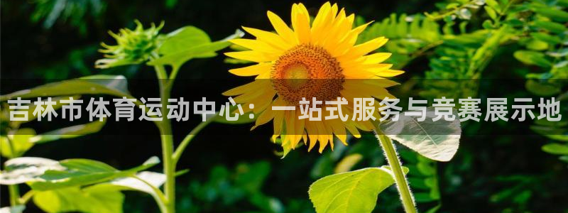 MK体育官方正版app集团官网首页