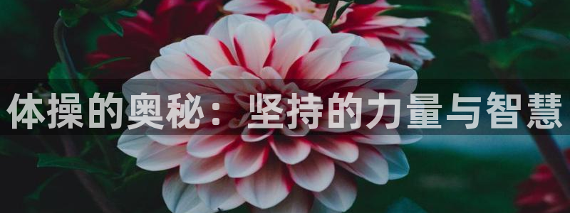 MK体育官网下载招商电话号码：体操的奥秘：坚持的力量与智慧