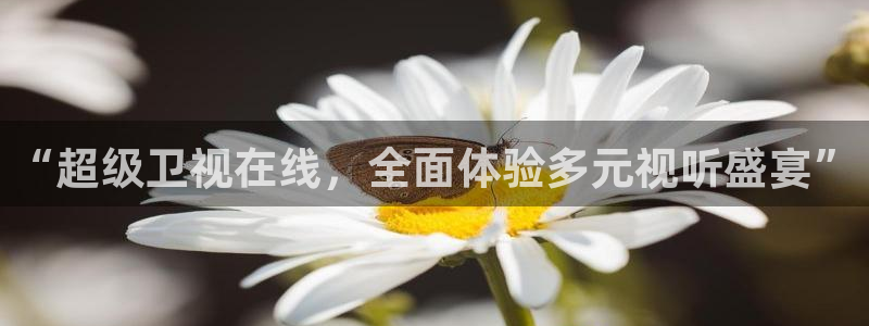 松鼠官方网站：“超级卫视在线，全面体验多元视听盛宴”